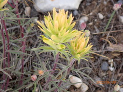 Castilleja flava