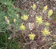 Castilleja flava