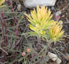 Castilleja flava