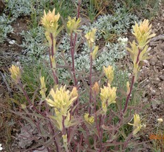 Castilleja flava