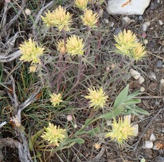 Castilleja flava