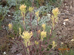 Castilleja flava