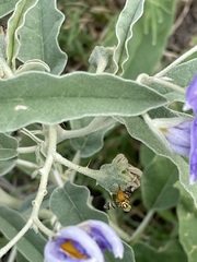 Zonosemata vittigera