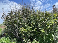 Berberis amurensis