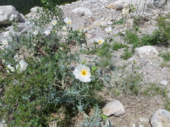 Argemone grandiflora