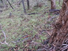 Lactarius eucalypti