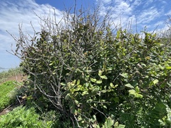 Berberis amurensis