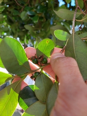 Psidium cattleyanum