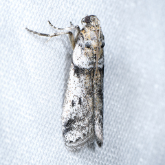 Laetilia dilatifasciella