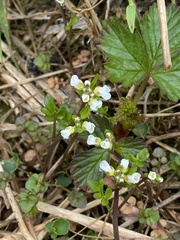 Cardamine umbellata