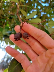 Psidium cattleyanum