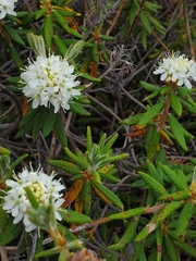 Rhododendron tomentosum
