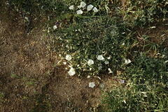Convolvulus holosericeus