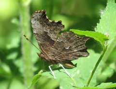 Polygonia oreas