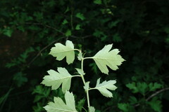 Crataegus taurica