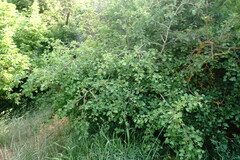 Crataegus taurica