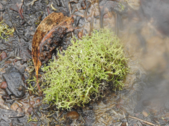 Usnea subgracilis