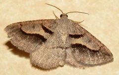 Digrammia subminiata