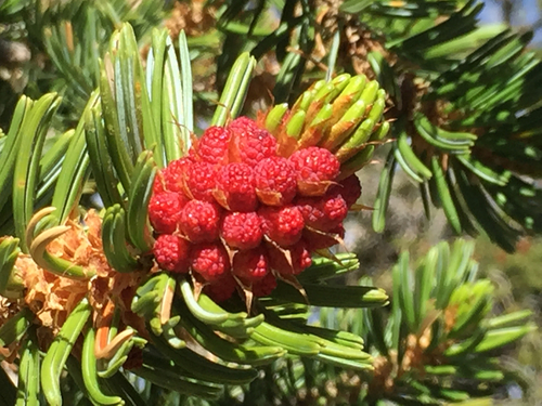 Great Basin bristlecone pine