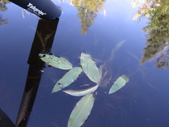 Potamogeton amplifolius