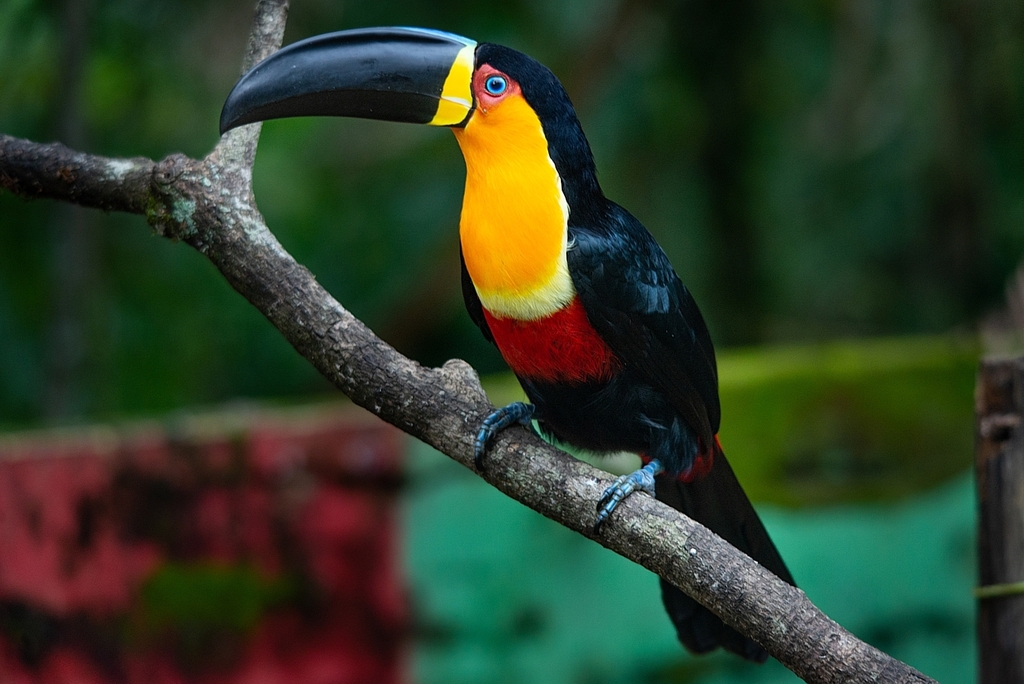 Channel-billed Toucan photo
