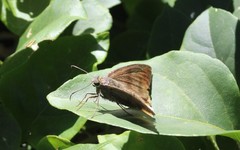 Eudaminae
