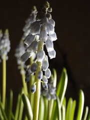 Muscari neglectum