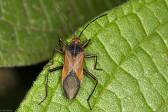 Hypselonotus bitrianguliger