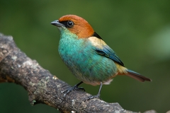 Stilpnia peruviana