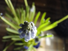 Muscari neglectum