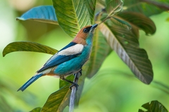 Stilpnia peruviana