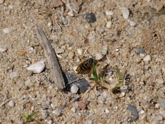 Vespula vulgaris
