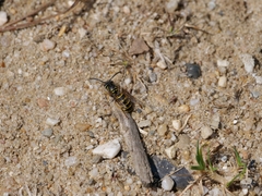 Vespula vulgaris
