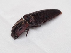 Pityobiinae
