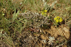 Goniolimon tataricum