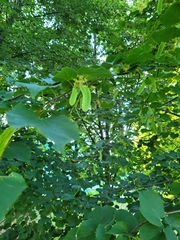 Tilia cordata