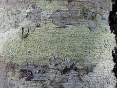 Pertusaria heterochroa