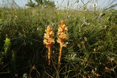 Orobanche kochii