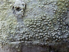 Pertusaria heterochroa