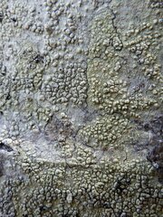 Pertusaria heterochroa