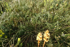 Orobanche kochii