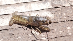 Cambarellus montezumae