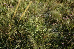 Rumia crithmifolia