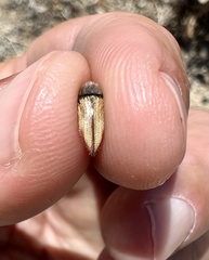 Acmaeodera aurora