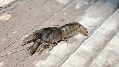 Cambarellus montezumae