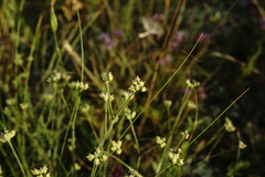Rumia crithmifolia