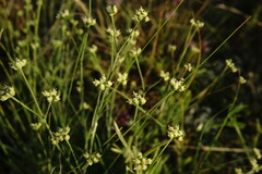 Rumia crithmifolia