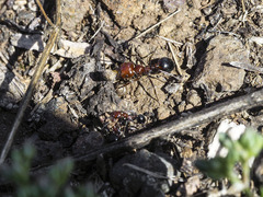 Messor minor hesperius