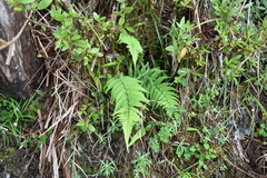 Dryopteris sublacera