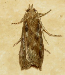Occidentalia comptulatalis